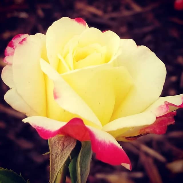 Gale F. Fletchall Memorial Rose Garden - Image 2