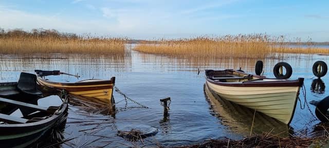 Lough Sheelin Shore - Image 2