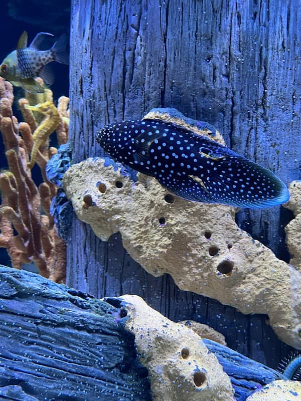 Reef Creations - Image 2