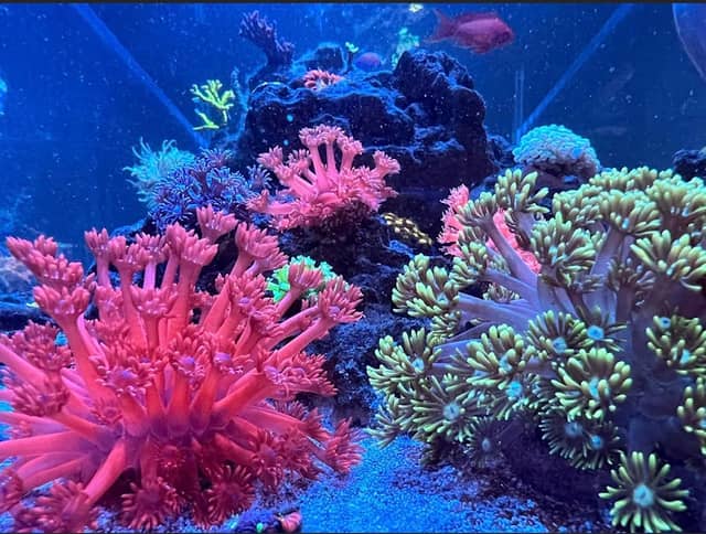 Reef Creations - Image 1
