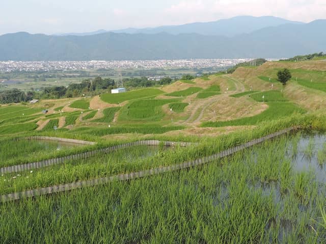 Obasute Rice Terraces - Image 1