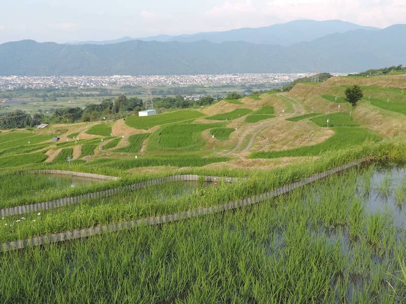 Obasute Rice Terraces - Image 1