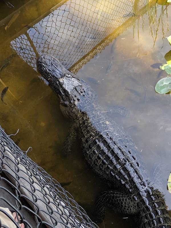 BILLIE SWAMP SAFARI - Image 2