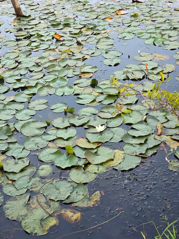 Indian Head Lilly Pond - Image 2