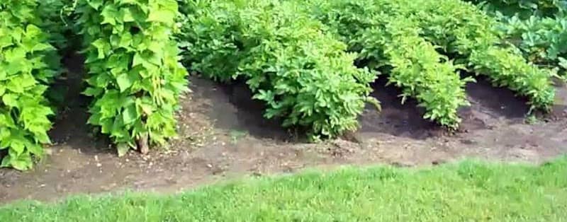 Gardenersbud - Image 1
