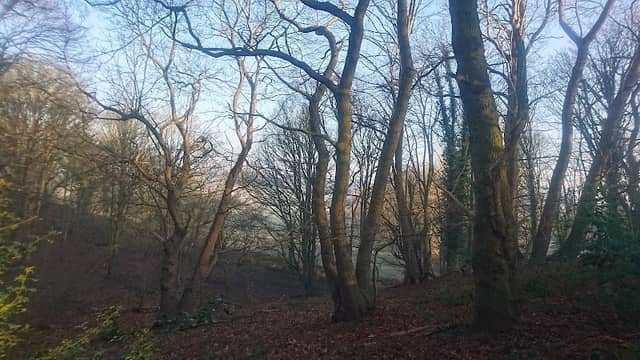 'Chestnut woods' - Image 1