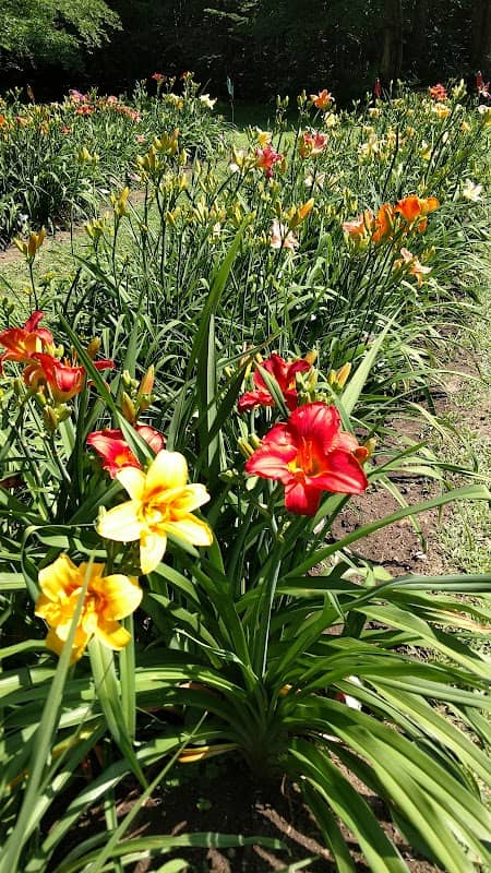Dilly Lilly Gardens - Image 1