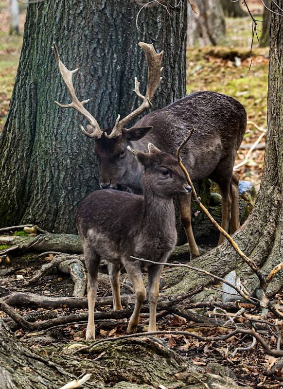 Deer Conservation - Image 1
