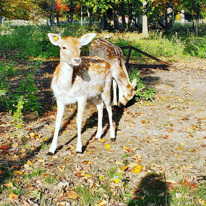 Deer Conservation - Image 2