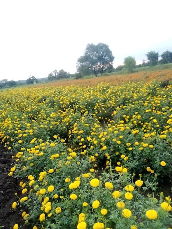 PVR land - Image 1
