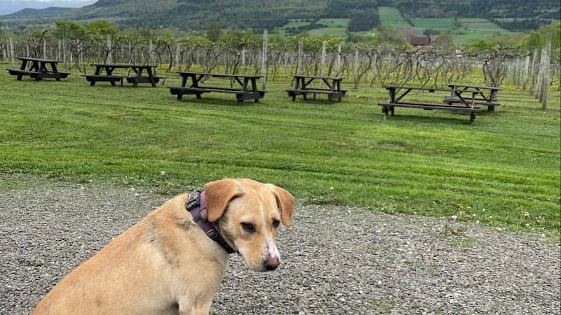 Middleburgh Winery, LLC - Image 1