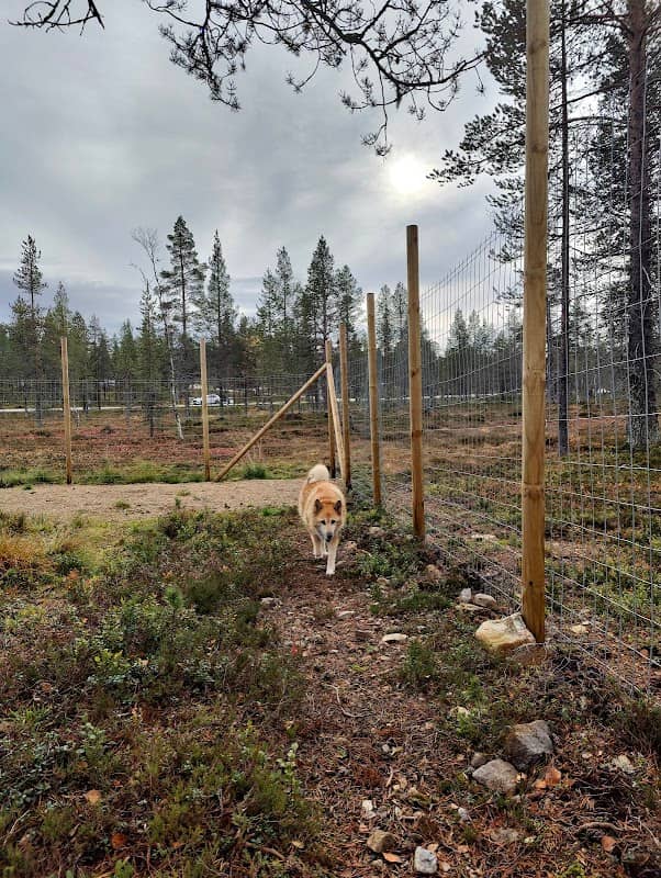 Saariselkä Dog Park - Image 2