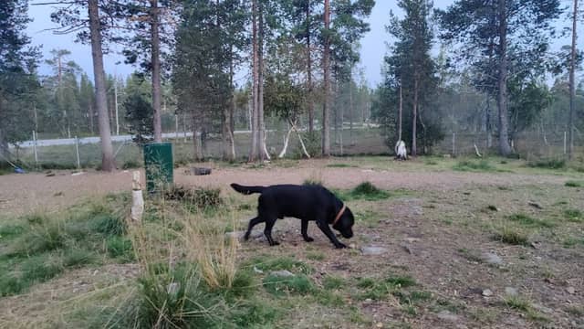 Saariselkä Dog Park - Image 1