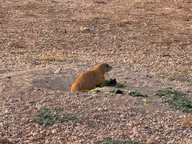 Prairie Dog Preserve - Image 1