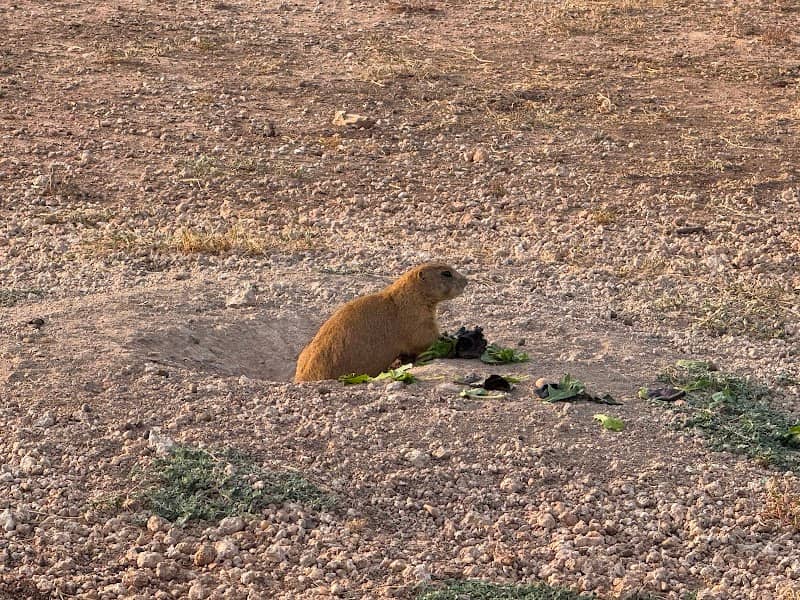 Prairie Dog Preserve - Image 1