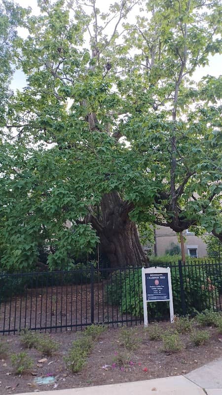 Mississippi Champion Tree: catalpa - Image 1