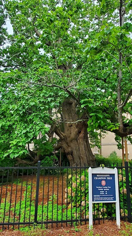 Mississippi Champion Tree: catalpa - Image 2
