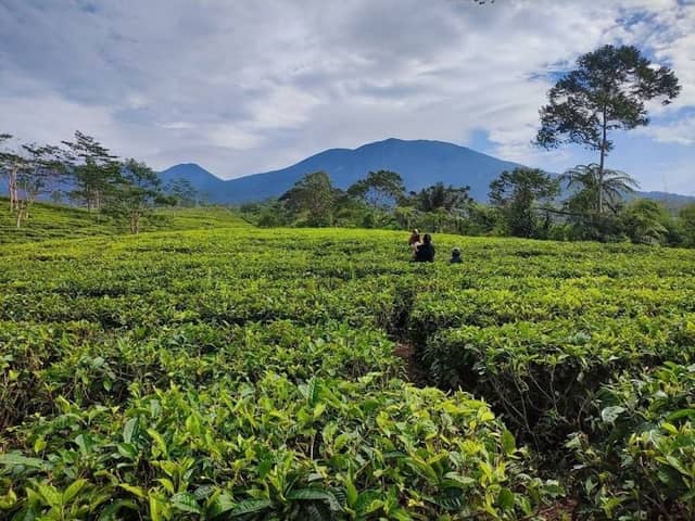 Tea Plantation Sukabumi Travel 2 - Image 1