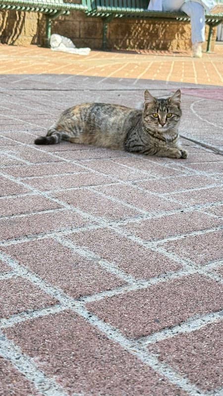 Lidcombe Cat - Image 1