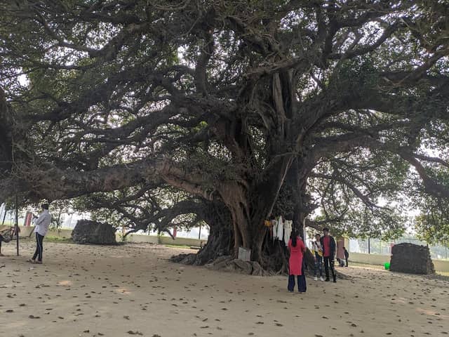 Pakari Tree - Image 1