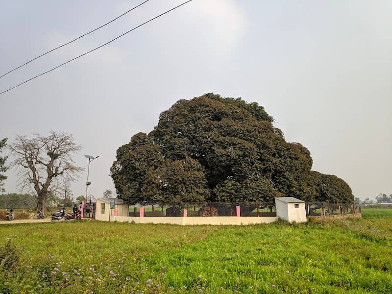 Pakari Tree - Image 2
