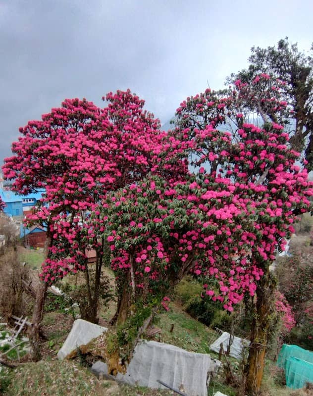 Ghorepani Welcome Gate - Image 3