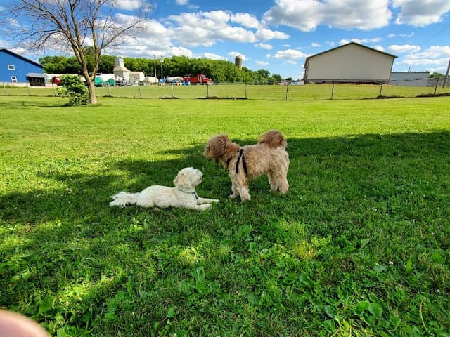 Kaukauna Dog Park - Image 1