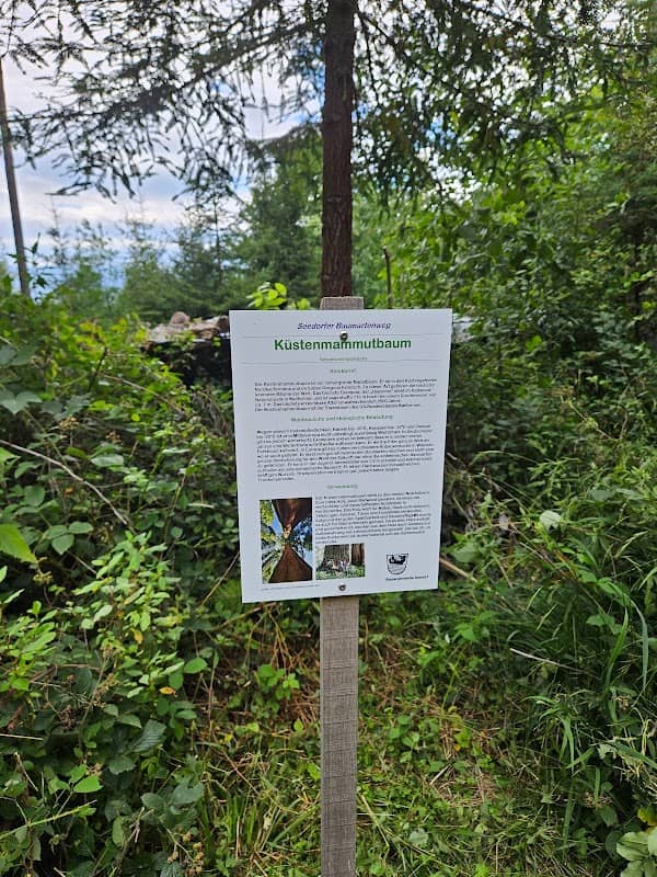 Seedorfer Baumartenweg - Image 2