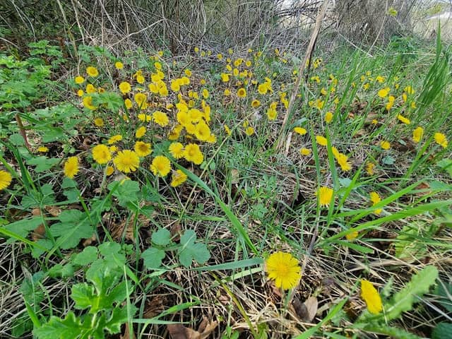 Norton Grange Nature Reseve - Image 2