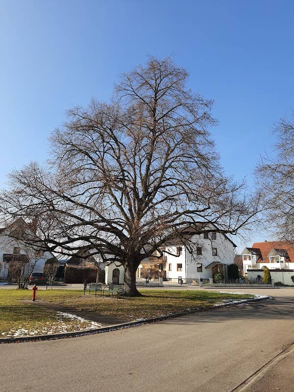 Dorflinde Herbertshofen - Image 1
