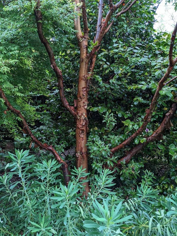 Beechwood Garden - Image 2