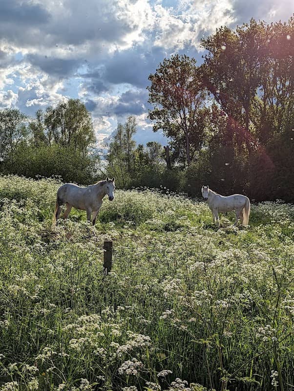 The Hurst Water Meadow Trust - Image 2