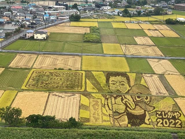 Koshigaya Rice Paddy Art - Image 1
