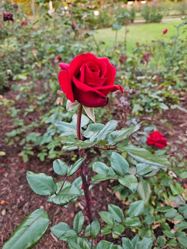 Rose Garden at McKeesport Garden Club - Image 2