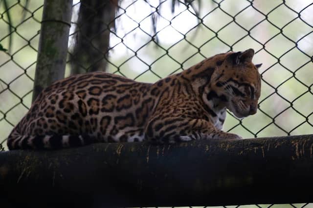 Jaquatirica Zoo Sbc - Image 1