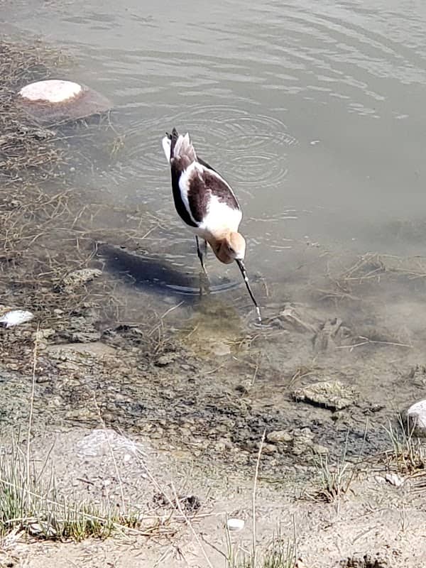 Foothill Wetlands Park - Image 3