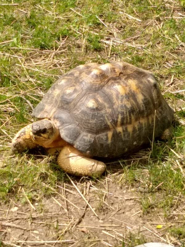 Miller Park Zoo - Image 2