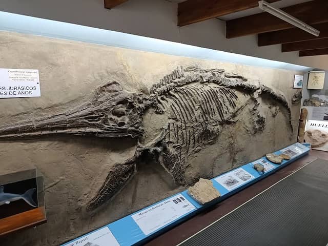 Bariloche Paleontological Museum - Image 2