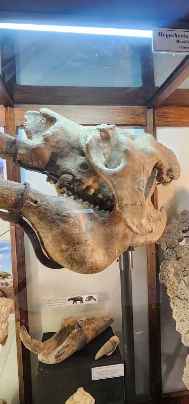 Bariloche Paleontological Museum - Image 3