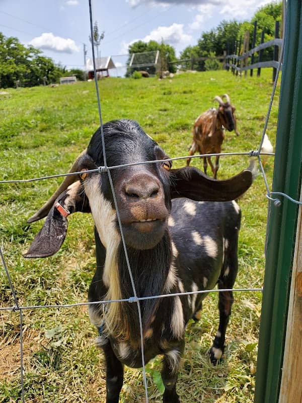 The Funny Farm - Image 1