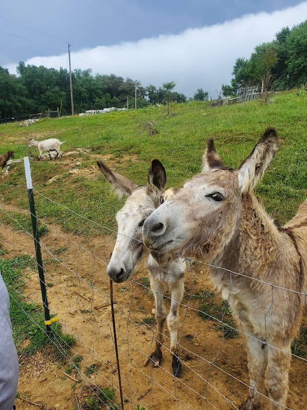 The Funny Farm - Image 2