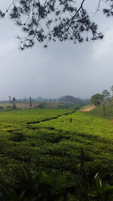 Wisata Pondok Halimun Kebun Teh - Image 1