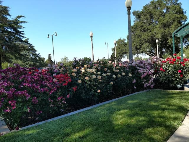 University Park World Peace Rose Garden - Image 1