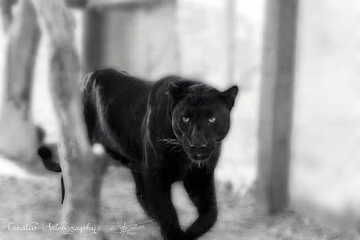 Mystic Jungle Educational Facility Inc. - Image 1
