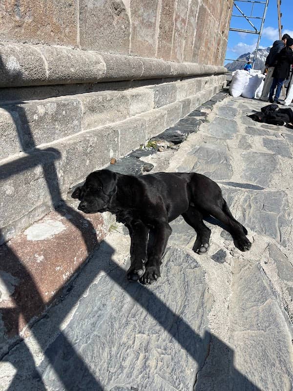 Spirit (dog) - Image 1
