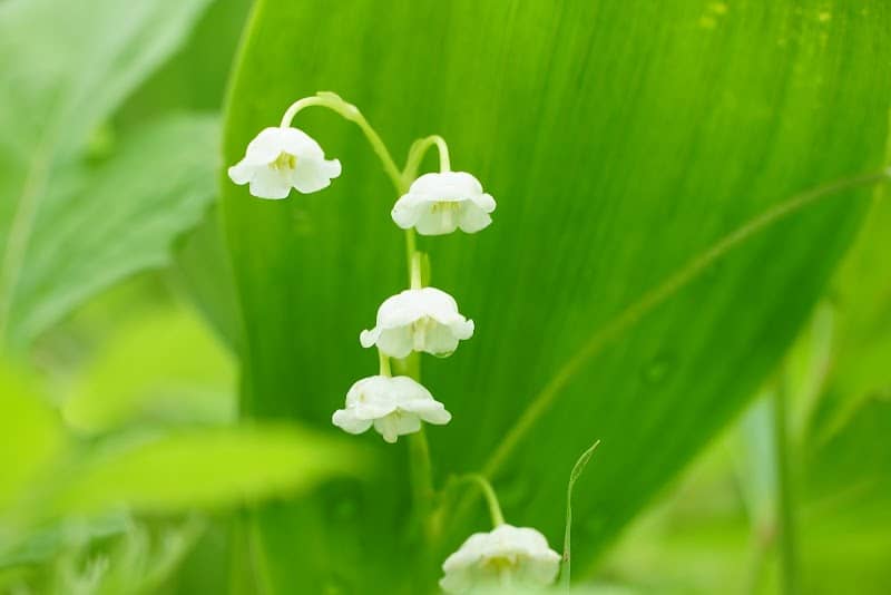 Aso City Lily of the Valley Wildflower Park - Image 3