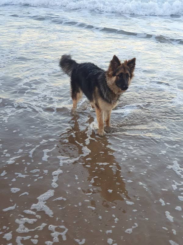 Off Lead Dog Beach - Image 2