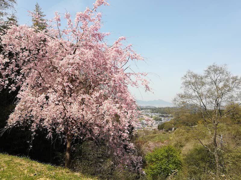 上居の枝垂れ桜 - Image 1