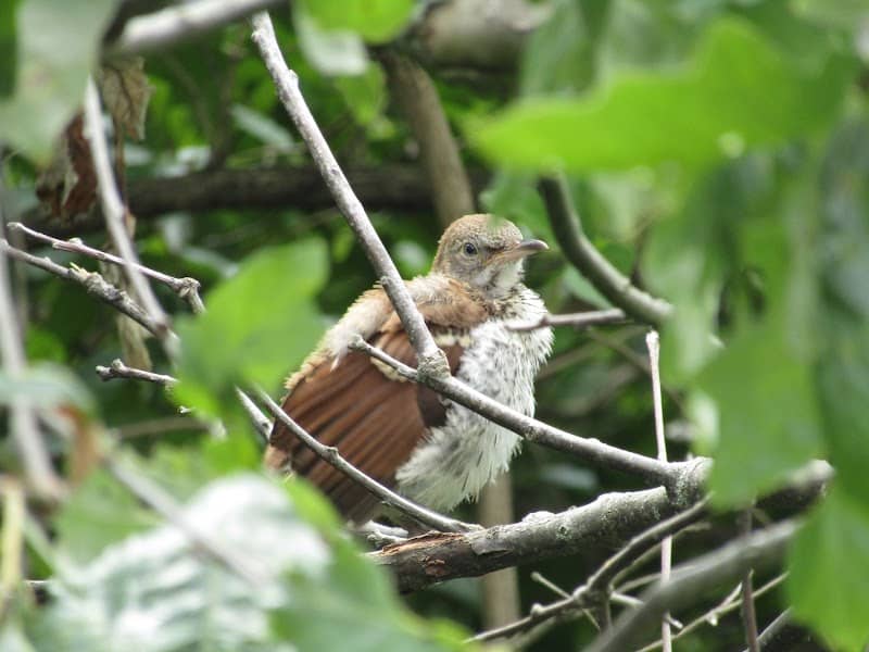 Linear Trail - Image 1