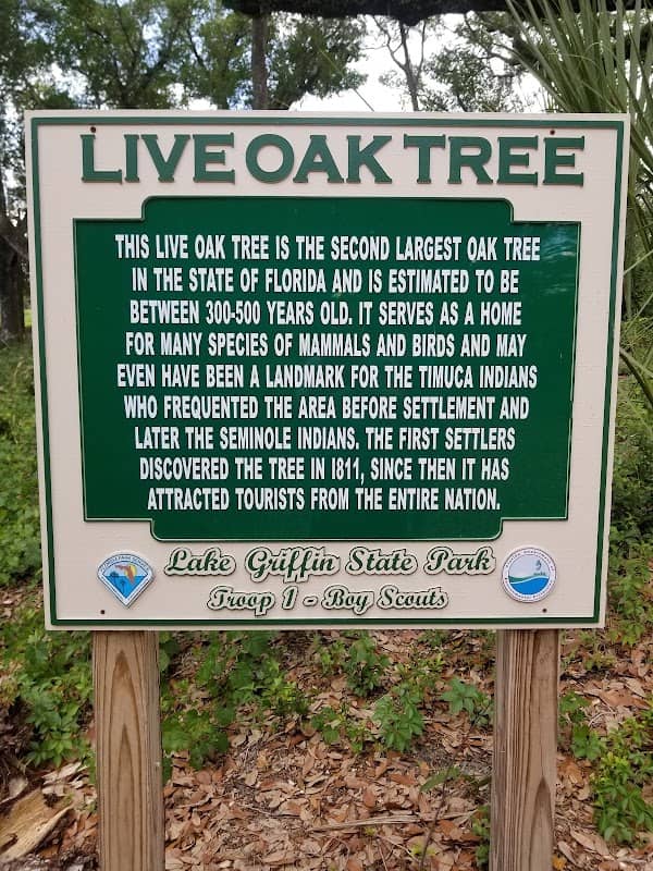 The Mammoth Live Oak Tree - Image 2